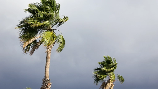 palm trees blowing in wind during storm in Florida
