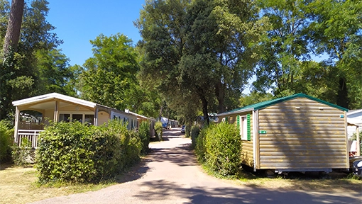 manufactured homes with large trees and dirt road in Florida